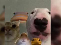 Image result for Dog Staring at Phone Meme