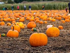 Image result for Pumpkin Picking Spots