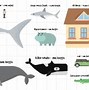 Image result for Largest Animal That Ever Lived