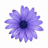 Image result for Daisy Flower with White Background