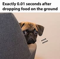 Image result for Funny Pug Memes