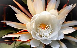 Image result for The Most Expensive Flower in the Northern Hemisphere