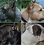 Image result for Types of Pit Bull Dogs