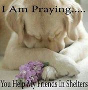 Image result for Dogs Praying for You