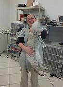 Image result for 25 Pound Cat