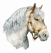 Image result for Draft Horse Drawing