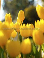 Image result for Tulipa Sunny Prince
