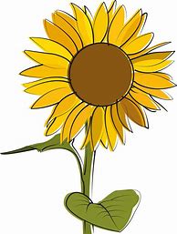 Image result for Gambar Sunflower