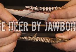 Image result for Deer Jawbone Teeth