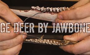 Image result for Deer Jawbone Aging Kits