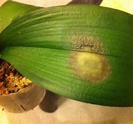 Image result for Orchid Leaves Turning Brown