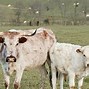 Image result for Ancient Cattle Breeds