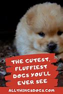 Image result for Cute Fluffy Dog Breed Puppies