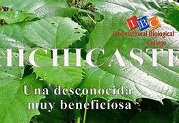 Image result for chichicaste