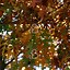 Image result for Quercus palustris Leivorm, voorgeleid tot étage 2