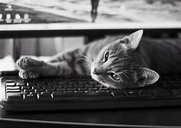 Image result for Cat Sleeping On Keyboard