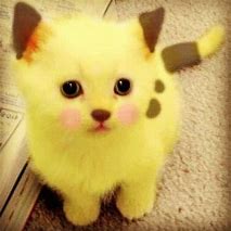 Image result for Cute Pikachu Cat PFP