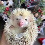 Image result for How Much Does a Hedgehog Cost