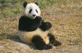 Image result for Panda Sitting Chinese Culture