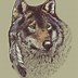 Image result for Wolf Profile Drawing