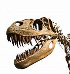 Image result for Dinosaur Bones Side View