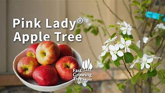 Image result for Pink Lady Apple Tree Adelaide