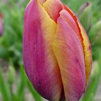 Afbeeldingsresultaten voor Tulipa Je taime