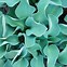 Image result for Hosta Fizzle