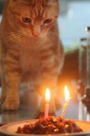 Image result for Orange Cat Birthday