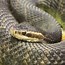 Image result for Venomous American Snakes
