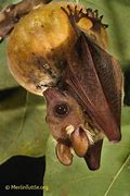 Image result for Dwarf Little Fruit Bat