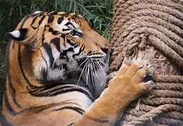 Image result for Climbing Tiger Japanese Drawing