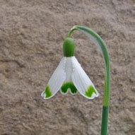 Image result for Galanthus Valentines Day