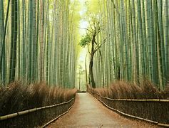 Image result for Japan Landscape Photography