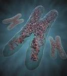 Image result for Cell Chromosome DNA