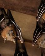 Image result for Real Cute Bats