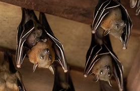 Image result for Small Bat Background