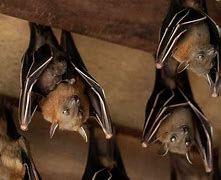 Image result for Cutest Bat