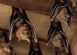Image result for Cute Bat Noses