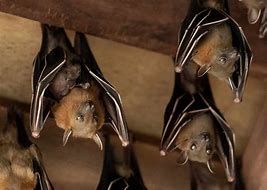 Image result for Bat with Small Eyes