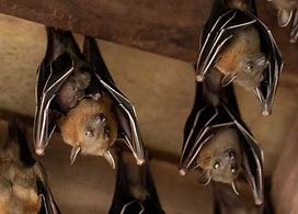 Image result for Cute Bat Phone