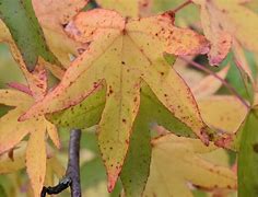 Image result for Liquidambar orientalis