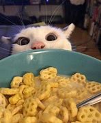 Image result for Goofy Ahh Cat Memes