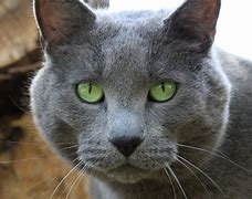 Image result for Sassy Green Cat