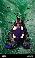 Image result for "strawberry-crown-moth"