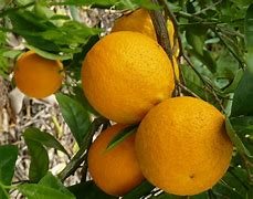 Image result for Valencia Orange