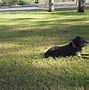 Image result for Motorola Dog