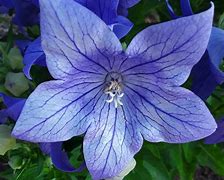 Image result for Number 8 Flowers Purple