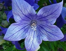 Image result for Purple Color Phone
