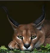 Image result for Desert Lynx Jungle Cat